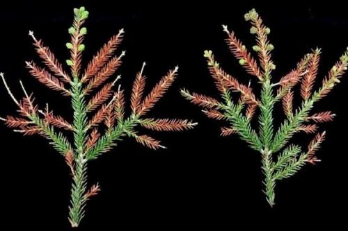 Болезни сосны и их лечение. Фузариоз и корневые гнили