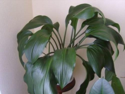 Как заставить эухарис цвести форум. Разбираемся, почему не цветет эухарис и как заставить растение выпустить стрелку