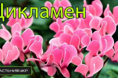 Цикламен персидский из семян