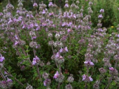 Чабер огородный Ароматный многолетний. Сорта и виды