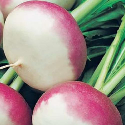 Какого цвета бывает репа. Обзор сортов репы