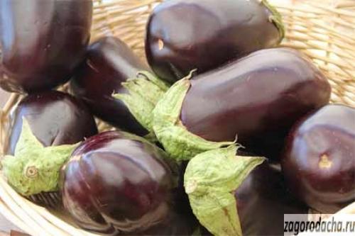 Пасленовые овощи – выращивание и уход