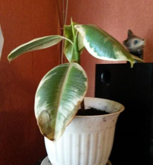 Фикус каучуконосный опадают листья. Перечень болезней и вредителей фикуса каучуконосного: признаки и лечение