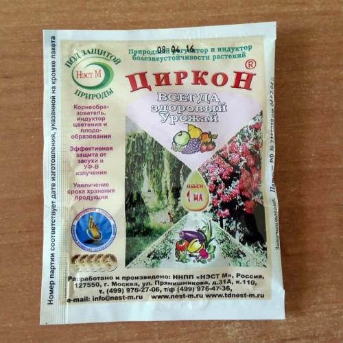 Туя в горшке на улице уход. Уход за растением