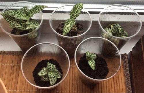 Грунт для пересадки фиттонии. Особенности размножения фиттонии