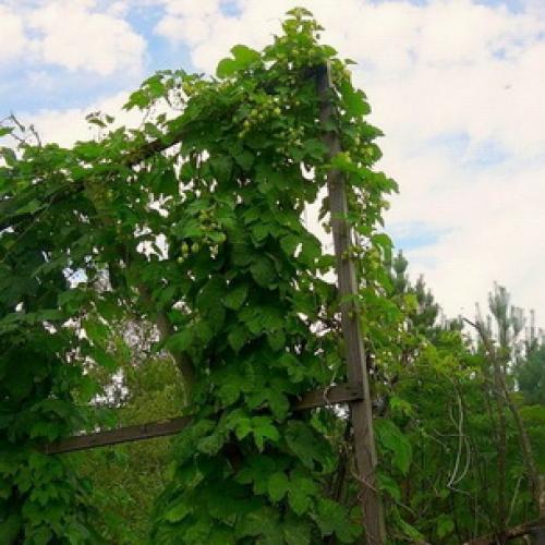 Как размножается хмель. Как выглядит лиана хмель и как она растет (с фото)