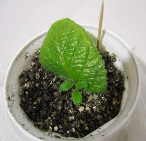 Стрептокарпус Размножение листом когда появляются всходы. Re: Размножение стрептокарпуса листом