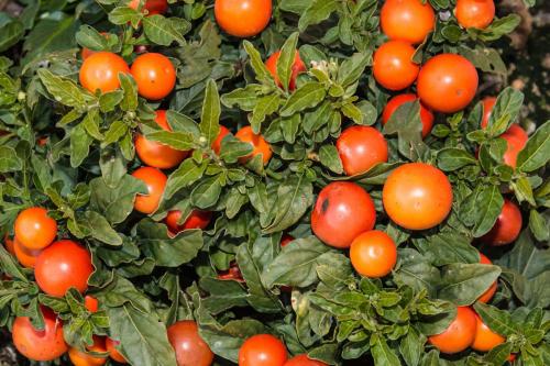 Ядовитые растения семейства пасленовых. Растения семейства пасленовых