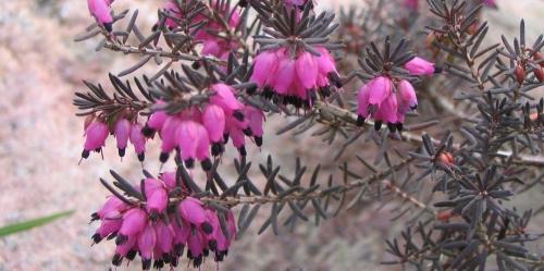 Саженцы вереска. Посадка вереска — сроки и способы