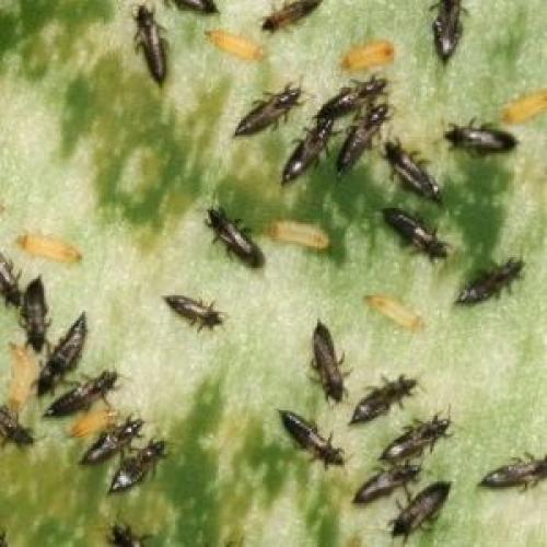 Эухарис погибает, что делать. Вредители, поражающие цветок