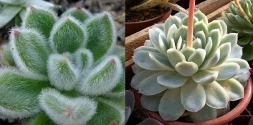 Эхеверия Черный принц уход. Эхеверия – каменная роза 