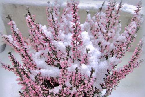 Как посадить семена вереска в саду и ухаживать за выращенными цветами