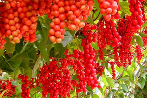 Влияние лимонника на давление