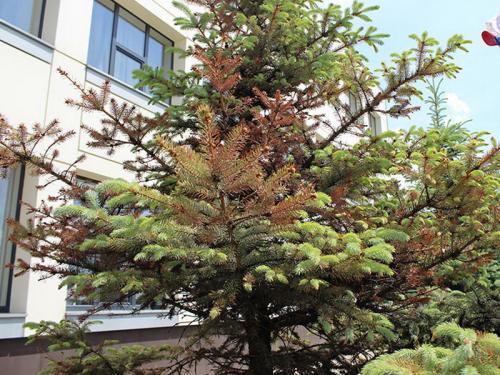 Болезни сосен и их лечение ржавчина. Ржавчина и другие болезни