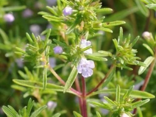 Чабер огородный Ароматный многолетний. Сорта и виды