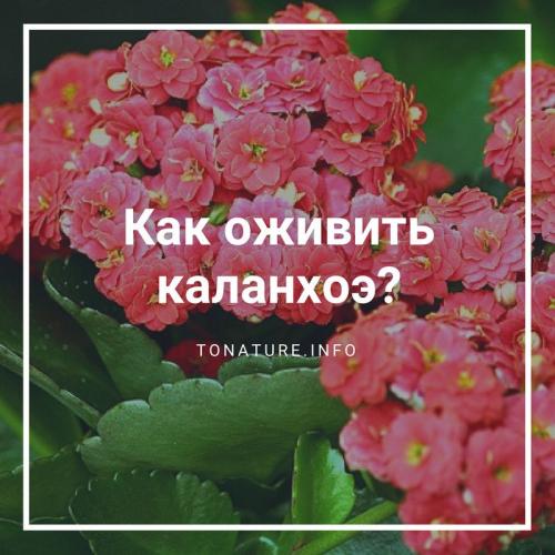 Почему пропадает каланхоэ. Как оживить каланхоэ?