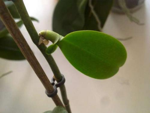 Детка орхидеи на сухом цветоносе. Появилась детка на цветоносе орхидеи — что делать?