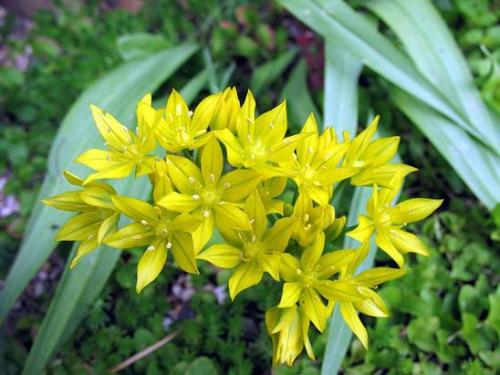 Декоративный лук моли посадка. Лук декоративный моли