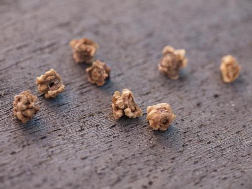 Лучшие сорта кормовой свеклы для Подмосковья открытый грунт. Семена свеклы: лучшие сорта для открытого грунта на Урале и в Подмосковье