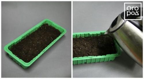 Как получить семена пекинской капусты. Выращивание пекинской капусты из семян