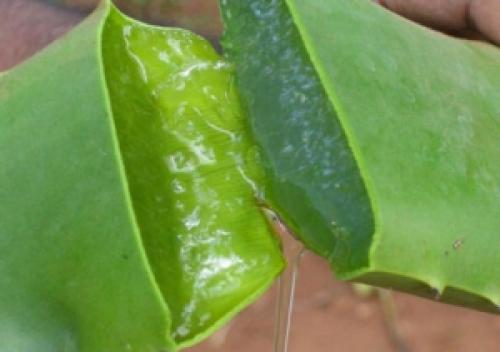 Как выглядит лечебное алоэ вера. Чем отличаются столетник и алоэ вера