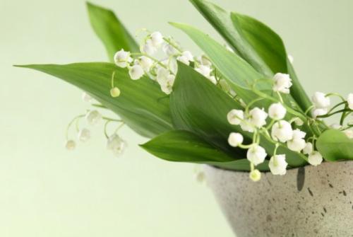 Является ли ландыш ядовитым растением