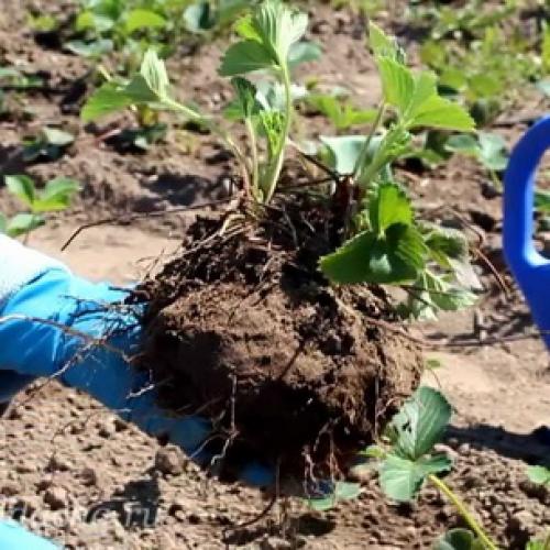 Когда рассаживать ремонтантную землянику безусую. Как размножить и ухаживать за ремонтантной безусой земляникой лучших сортов