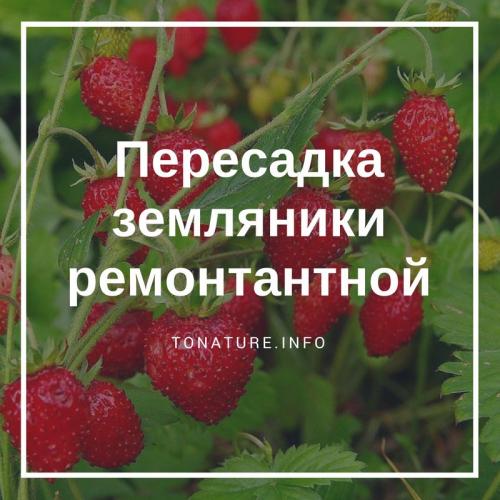Когда можно пересаживать ремонтантную землянику. Главное меню