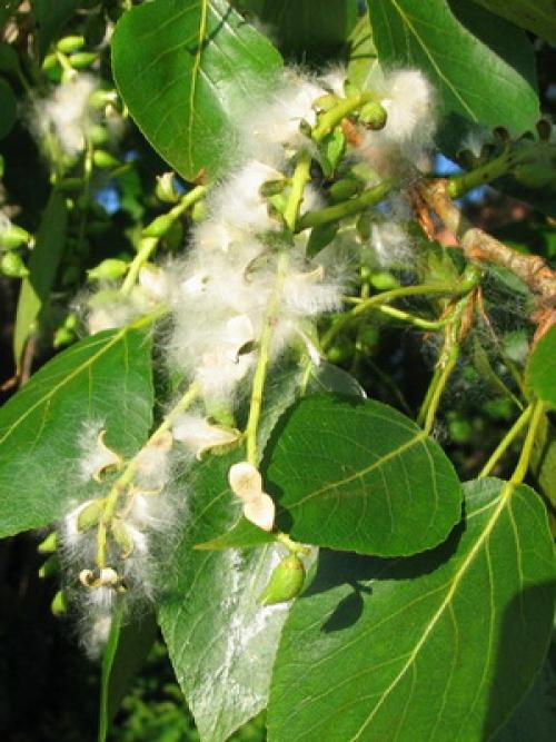 Название деревьев в России. Лиственные деревья и кустарники: названия и фото