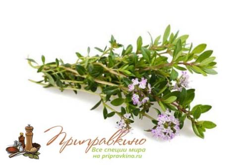 Пряность чабер огородный Ароматный. Что такое чабер?