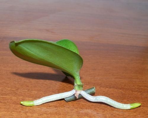 Детка орхидеи на сухом цветоносе. Появилась детка на цветоносе орхидеи — что делать?