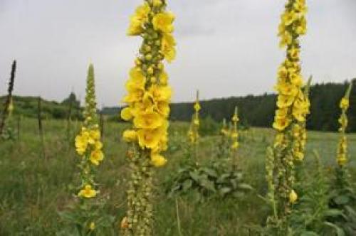 Домашний цветок Медвежье Ухо. Коровяк «медвежье ухо»: лечебные свойства, противопоказания