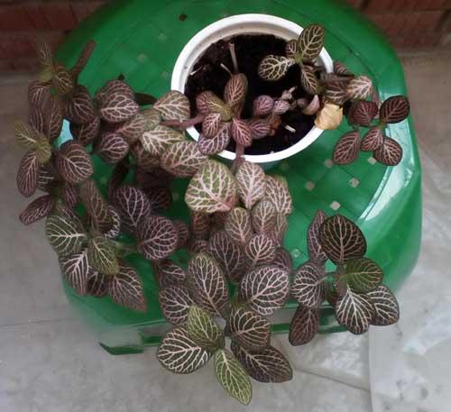 Фиттония размножение в воде. Размножение фиттонии