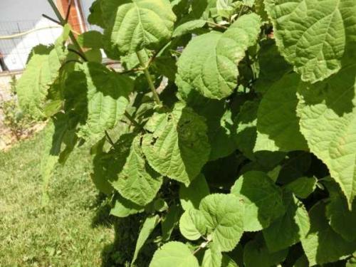 У гортензии скручиваются края листьев. Чернеют кончики листьев гортензии, засыхают и сворачиваются. Даже не зацвели.