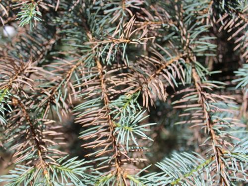 Болезни сосен и их лечение ржавчина. Ржавчина и другие болезни