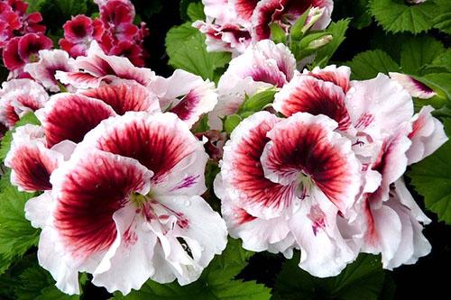 Королевская герань белая. Фото королевской пеларгонии и уход за растением дома