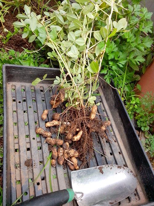 К чему относиться арахис. Орех или боб: как выглядит и растет арахис?