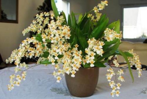 Онцидиум виды. Как ухаживать за орхидеей Онцидиум в домашних условиях