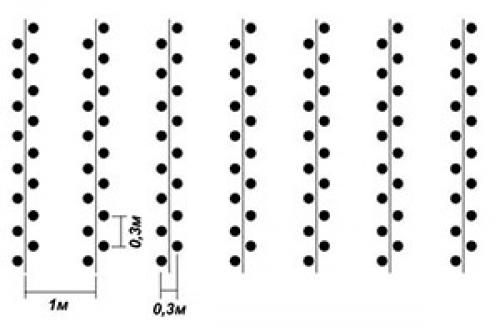 Метод Митлайдера картофель. Посадка картофеля по Митлайдеру