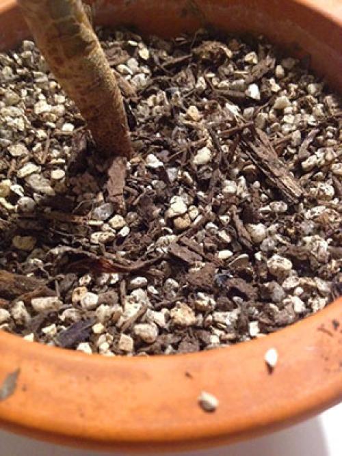 Почему цветок КРОТОН сбрасывает листья. Почему у вашего кротона сохнут и опадают листья