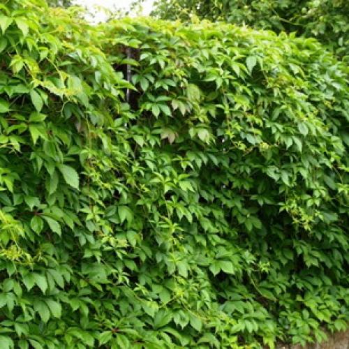 Как размножается хмель. Как выглядит лиана хмель и как она растет (с фото)