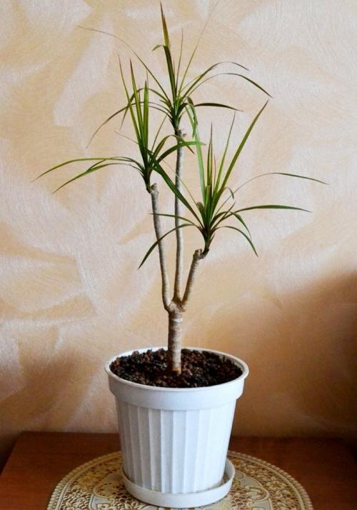 Как обновить драцену в домашних условиях. Как обновить драцену