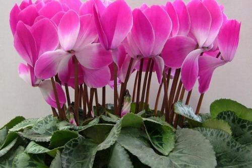 Цикламен персидский из семян