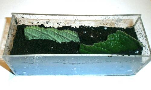 Стрептокарпус Размножение фрагментом листа. Как размножить стрептокарпус частью листа