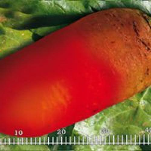 Лучшие сорта свеклы кормовой. Популярные сорта