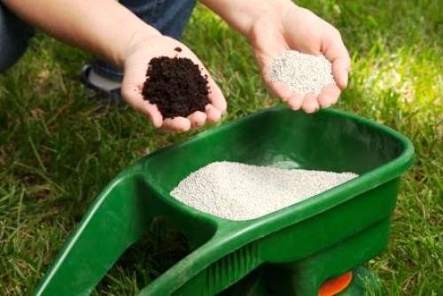 Чем весной подкормить лилейники. Когда и как подкармливать лилейники