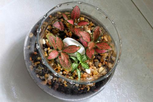 Грунт для пересадки фиттонии. Особенности размножения фиттонии