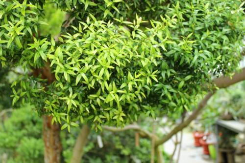 Пересадка мирта после покупки в домашних условиях. Уход за миртом после покупки