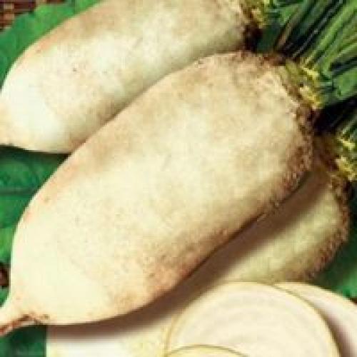 Лучшие сорта свеклы кормовой. Популярные сорта