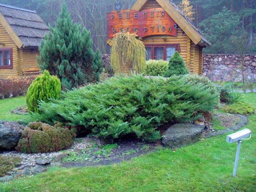 Особенности выращивания и размножения можжевельника казацкого